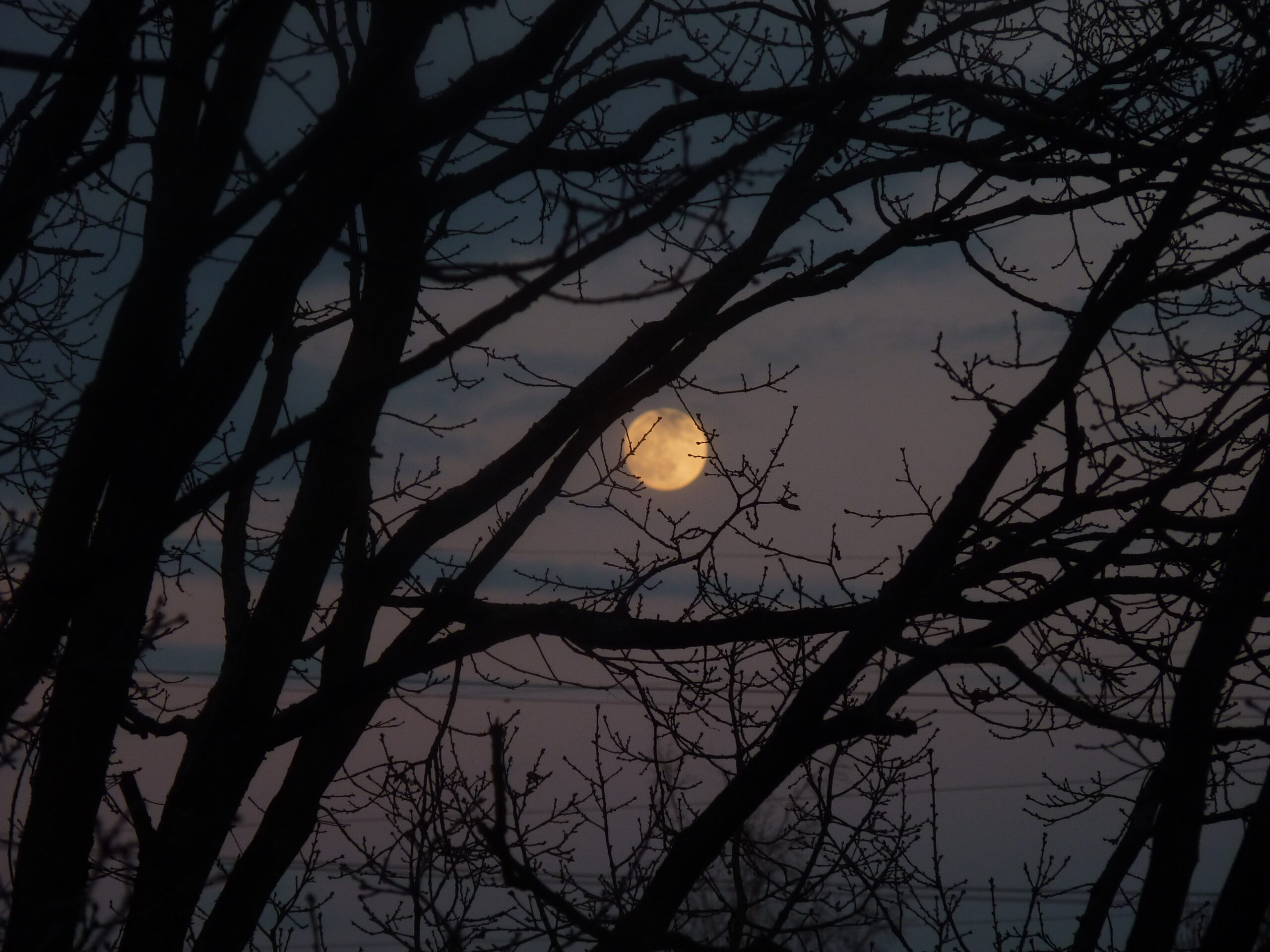 Mond hinter Bäumen | Moodpic für den Garagenflohmarkt Illertissen in der Halloween Edition 2026